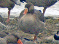 Greylag Goose x Greater White-fronted Goose hybrid